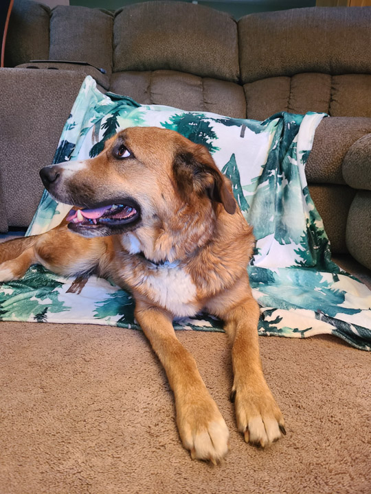chinook dog